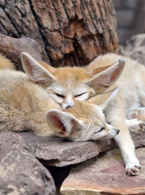 Sleeping Fennec Foxes Animal Wildlife Photography Wild Animals