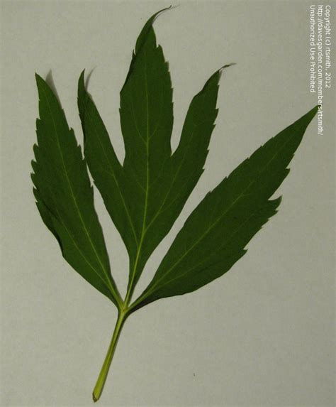 Plant Identification Perennial Leaf Identity 1 By Rtsmith