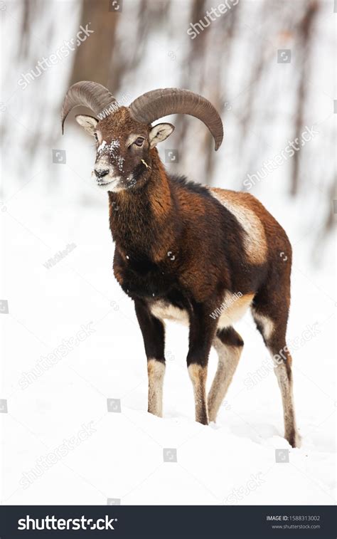 Young Mouflon Ovis Musimon Ram With Curved Horns Standing In Snow In