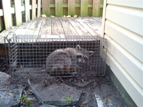 Raccoon Removal Pinellas County Pasco County Hillsborough County St