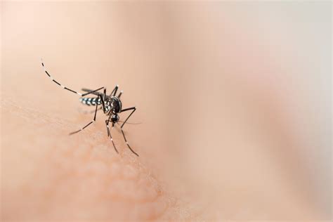 Atlanta Ranks As One Of The Worst Cities For Mosquitoes In The Us