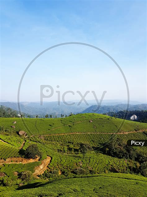 Image Of Landscape Photo Of Tea Garden At Munnar Kerala With Blue Sky