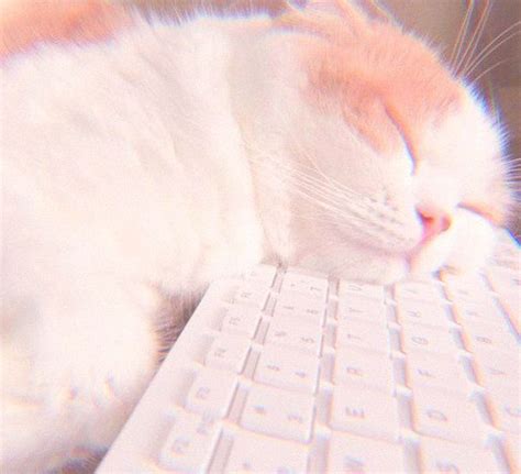 Pin By Kookie On Aesthetic Cat Aesthetic Cute Cats Pink Aesthetic