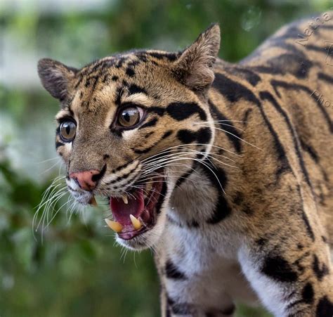 Clouded Leopard Small Cat Large Cats Big Cats Leopard Pictures