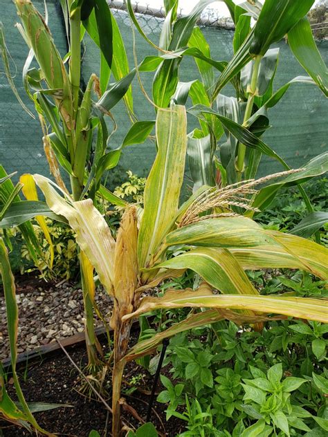 Zea Mays Corn Indian Corn Maize North Carolina Extension Gardener