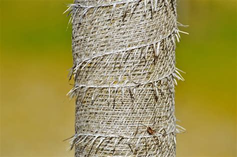 Fruit crops in iowa are highly susceptible to spring freezes during bloom. How To Protect Fruit Trees From Frost - A Green Hand