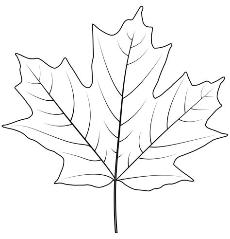 Sugar Maple Leaf Coloring Pages Coloring Cool