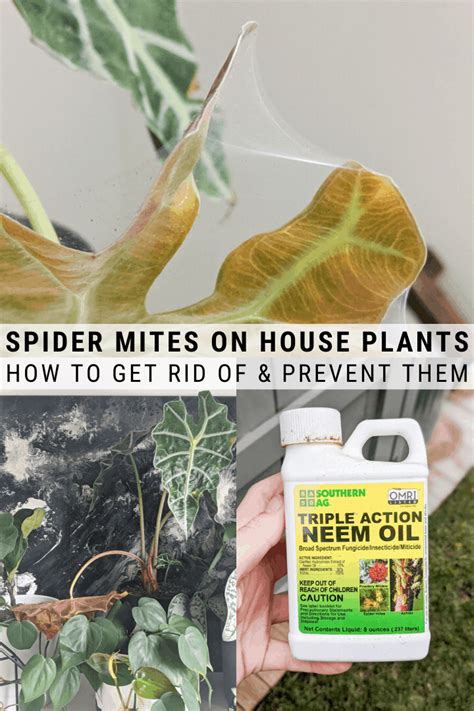 How To Get Rid Of Spider Mites On Plants Spider Mites Get Rid Of