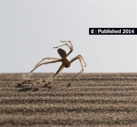 a desert spider with astonishing moves the new york times
