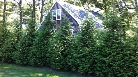 10 Evergreen Shrubs For Privacy Zone 3 7 Grow