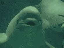 Beluga Whale Gifs Find Share On Giphy My Xxx Hot Girl