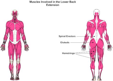 Muscles Involved In The Lower Back Extension