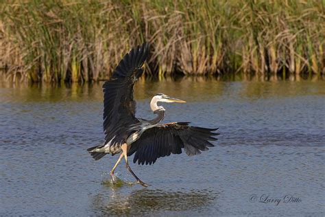 South Padre Island Marsh Larry Ditto Nature Photography