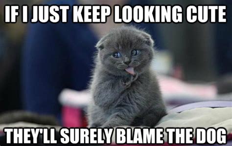 25 Funny Cat Memes That Will Make You Lol