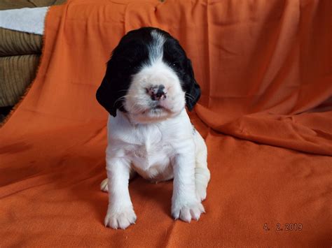 Puppyfinder.com is your source for finding an ideal english springer spaniel puppy for sale in north carolina, usa area. Blackbrookspringers | English Springer Spaniel Breeder | Clear Lake, Wisconsin