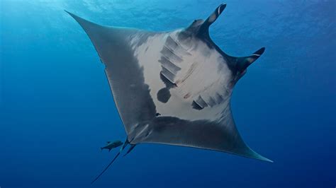 Giant Manta Becomes First Manta Ray To Be Listed As An Endangered