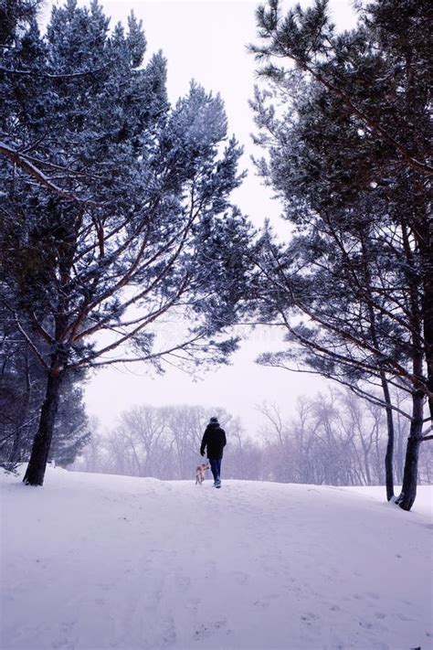 Walking In A Winter Wonderland Editorial Stock Photo Image Of Walking
