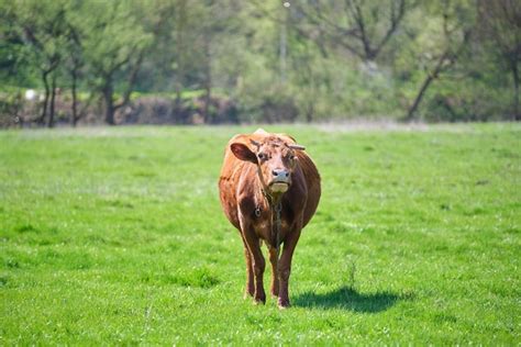 Premium Photo Milk Cow Grazing On Green Farm Pasture On Summer Day