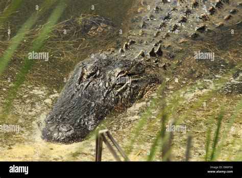 American Alligator Swimming Hi Res Stock Photography And Images Alamy