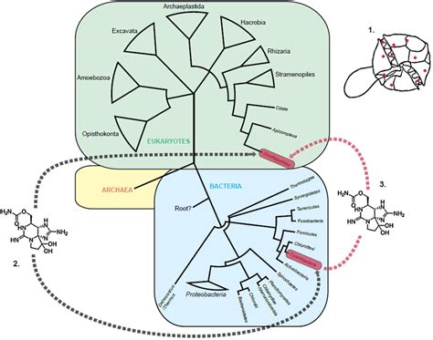 The Three Theories Of Saxitoxin Stx Evolution In Dinoflagellates 1 Download Scientific