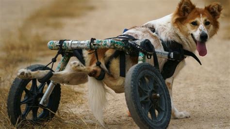 ศูนย์พักพิงกับภารกิจชุบชีวิตสุนัขพิการ - ข่าวสด