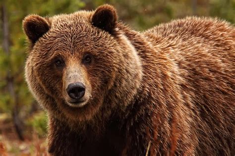 Grizzly Bear Yukon Photograph By Robert Postma Fine Art America