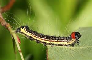 The larval stage is a colorful caterpillar that is moderately clothed with long, white hairs. black, red, and yellow caterpillar with long white hairs ...