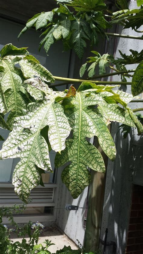 The easiest way to identify a fruit tree is by the fruit it produces. Forum: Fruit Tree Identification. Pics Included.