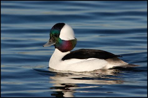Bufflehead Saw This Beautiful Bird Diving For Fish This Morning On The