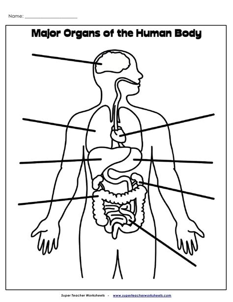 The consequences of an upright posture for the support of both the thoracic and the abdominal. Organs label