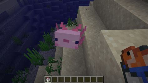 What Do Axolotls Eat In Minecraft Intertechnews The Latest