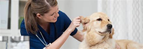 How To Become A Vet Assistant Career Guide