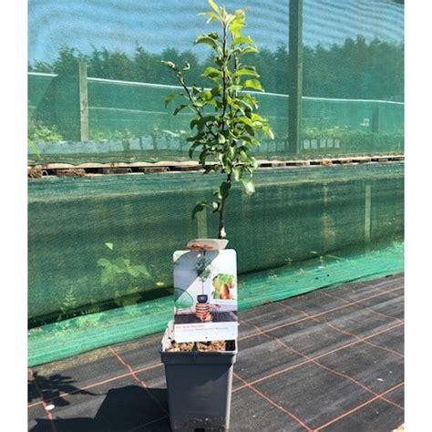 Bonnie Louise Patio Pear Tree 5 Litre Pot Bridgend Garden Centre