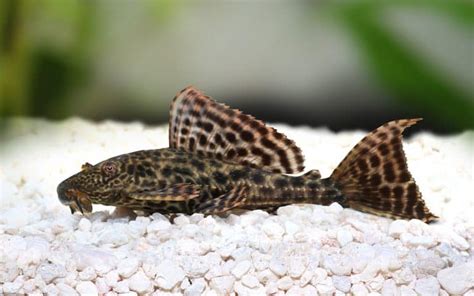 Butterfly Pleco Care Size Breeding And More