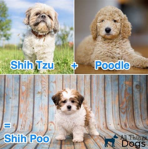 Shih Poo Shih Tzu Poodle Mix All Things Dogs Shih Tzu Poodle