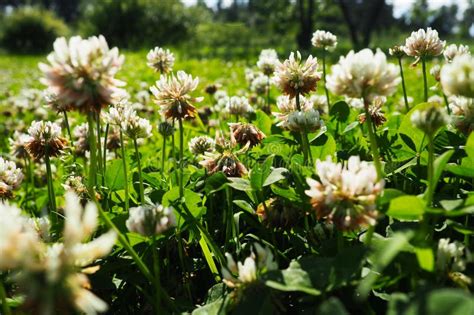 Trifolium Repens White Clover A Herbaceous Perennial Plant In The