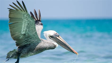 10 Fun Facts About Pelicans Mental Floss