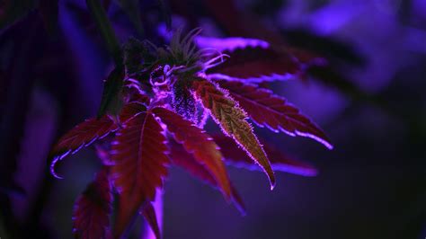 Cannabis Purple Nature Dark Plants Leaves Macro Depth Of Field