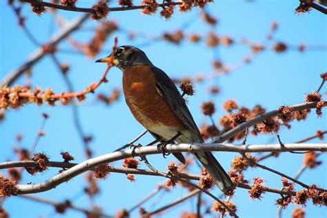 Springtime American Robin Birds And Blooms
