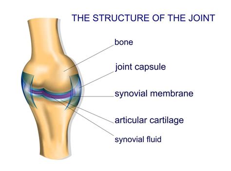 Synovial Joints Expertly Outlined 3D Muscle Lab