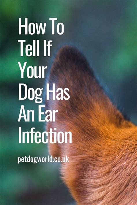 How To Tell If Your Dog Has An Ear Infection Pet Dog World Ear