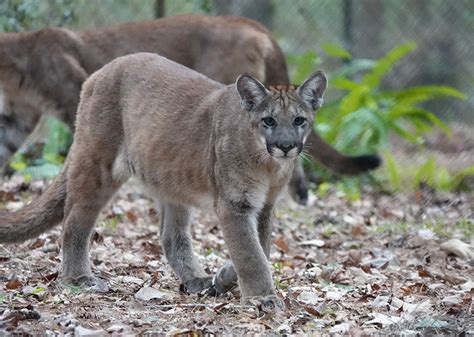 White Oak Takes In Orphaned Panther Kittens White Oak Conservation