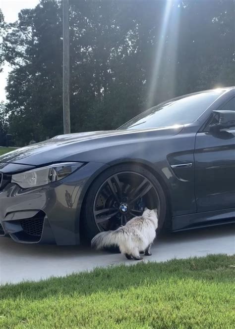My Car Is Attracting The Wrong Kind Of Pussy Bmw