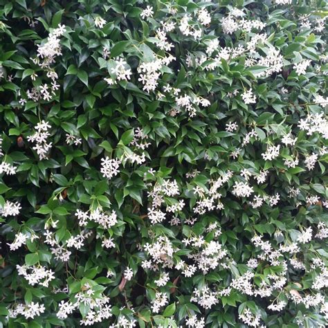 Seventeen year old jasmine star. Trachelospermum jasminoides - Star Jasmine - Mid Valley Trees
