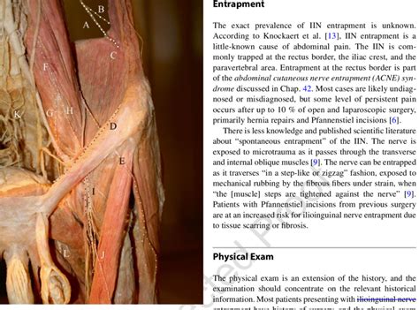 Ilioinguinal Nerve Anatomy