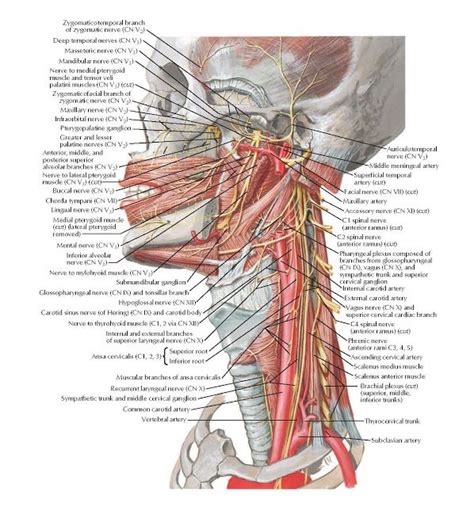 Pin On Head And Neck Anatomy