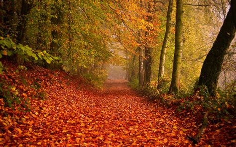 Forest Path Covered In Red Autumn Leaves Zwz Picture