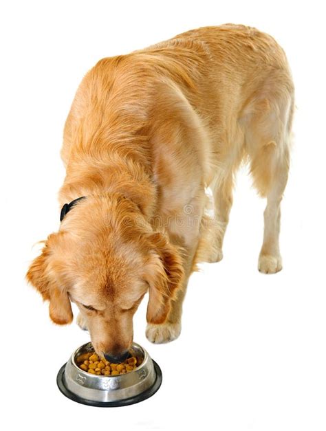 Golden Retriever Eating Dog Food Stock Image Image Of Doggy Animal