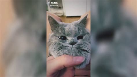 Funny And Cute Tiktok Cats Memes 3 Youtube