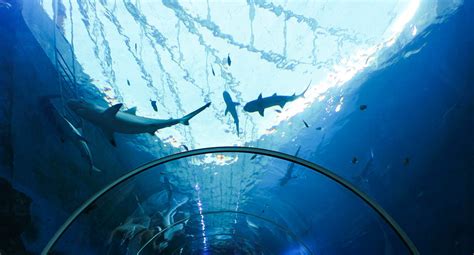 Interesting Attractions At The Sea Aquarium Resorts World Sentosa